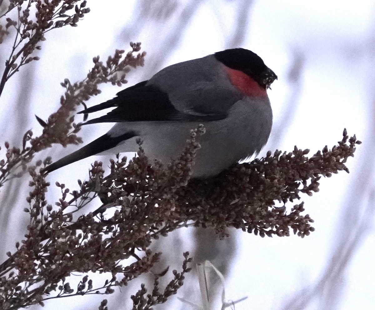 Eurasian Bullfinch (Baikal) - ML615796214