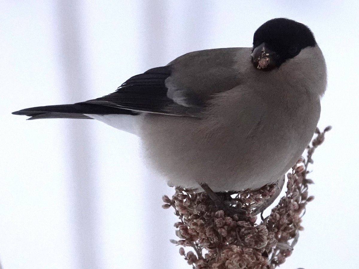 Eurasian Bullfinch (Baikal) - ML615796235