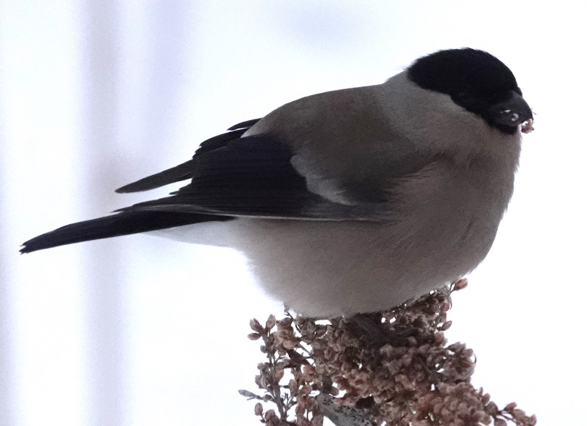 Eurasian Bullfinch (Baikal) - ML615796242