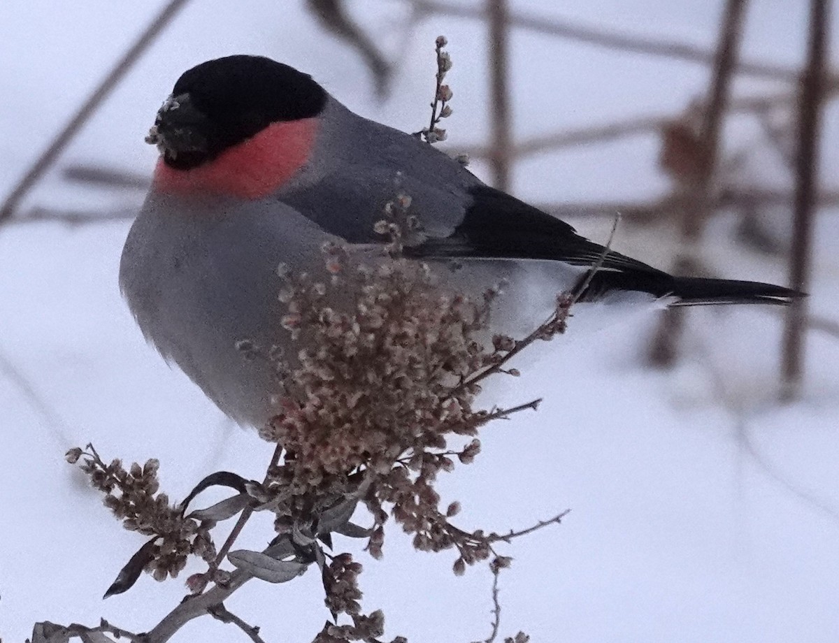 Eurasian Bullfinch (Baikal) - ML615796263