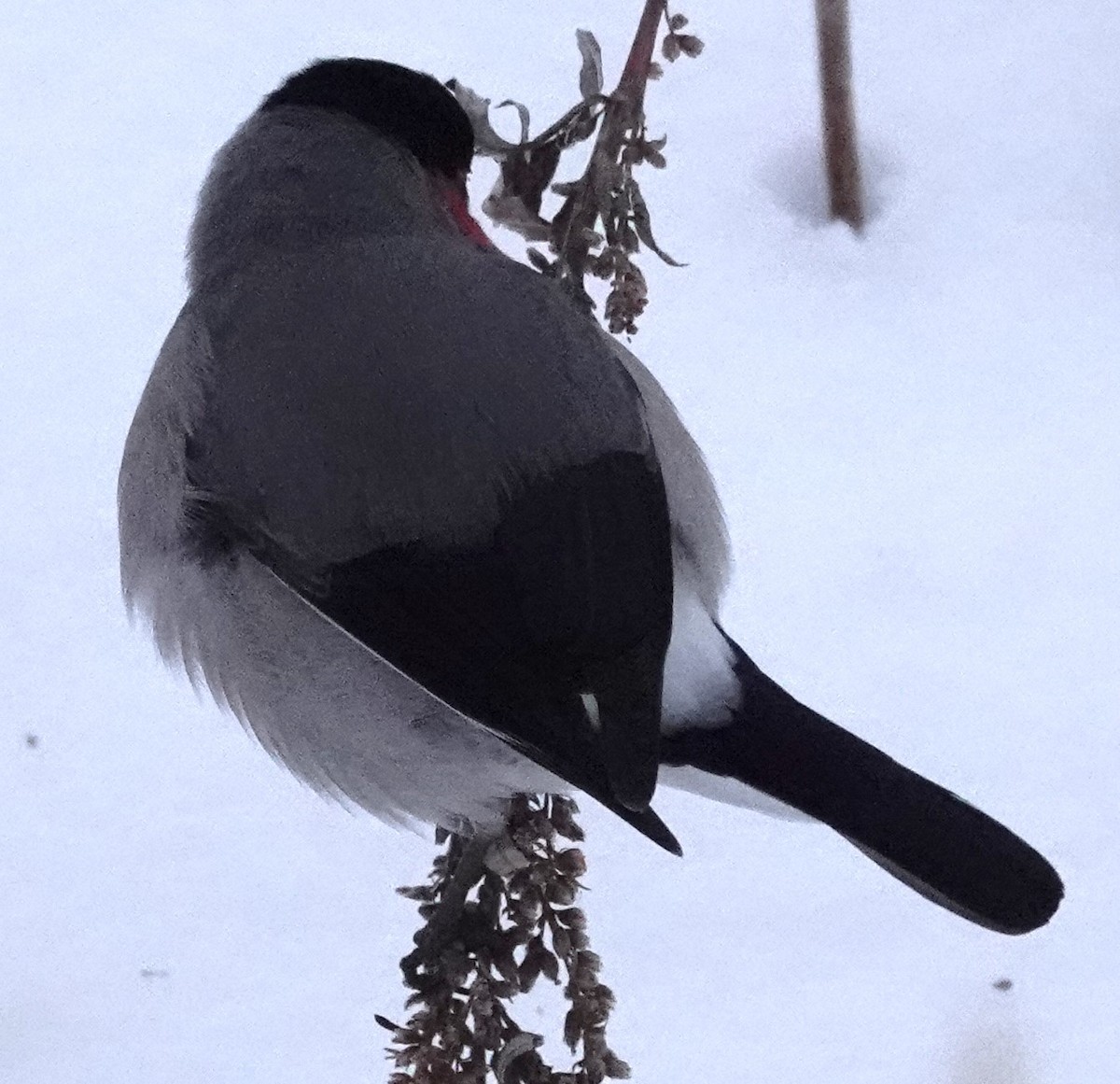 Eurasian Bullfinch (Baikal) - Mark Robbins