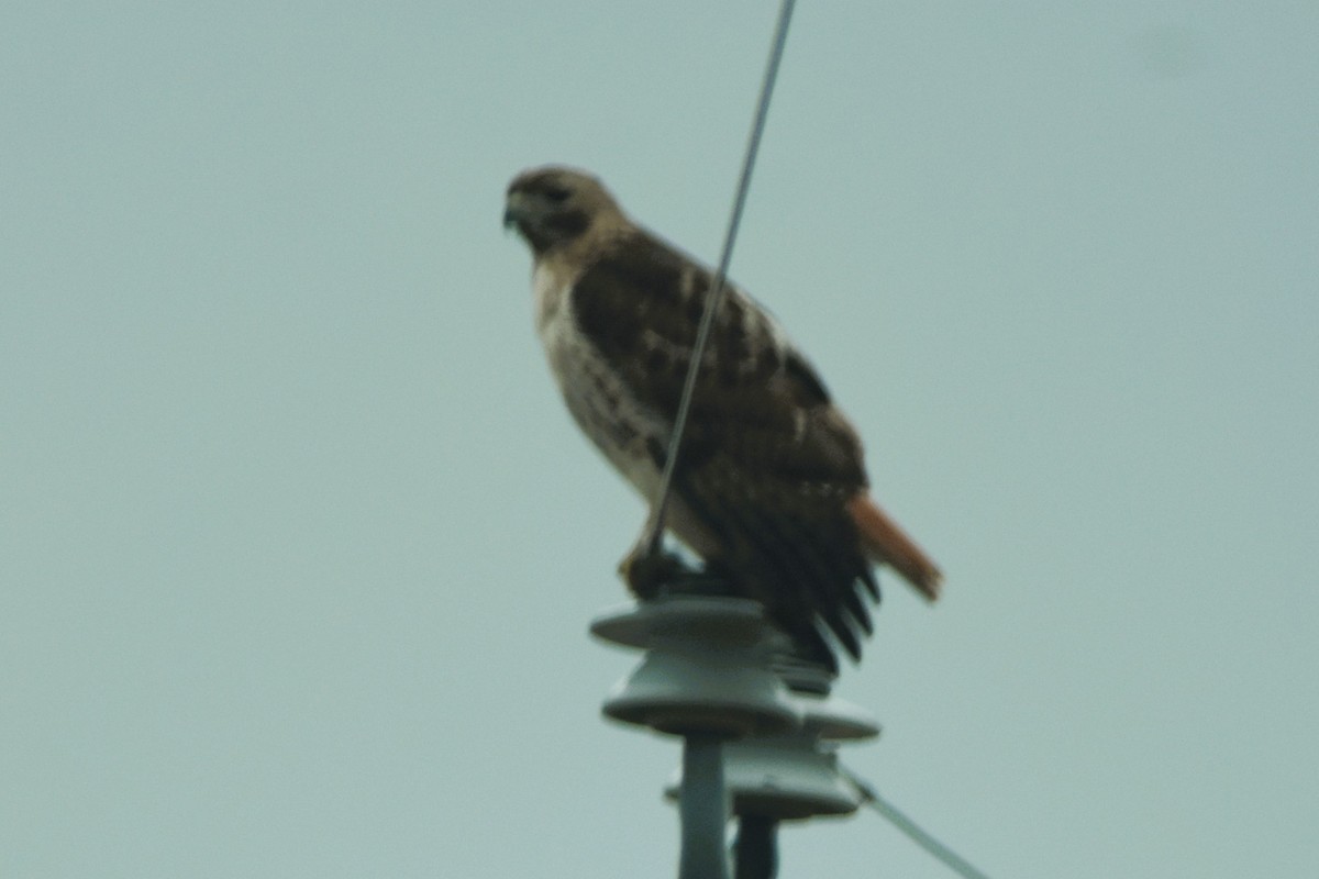 Red-tailed Hawk - ML615796371