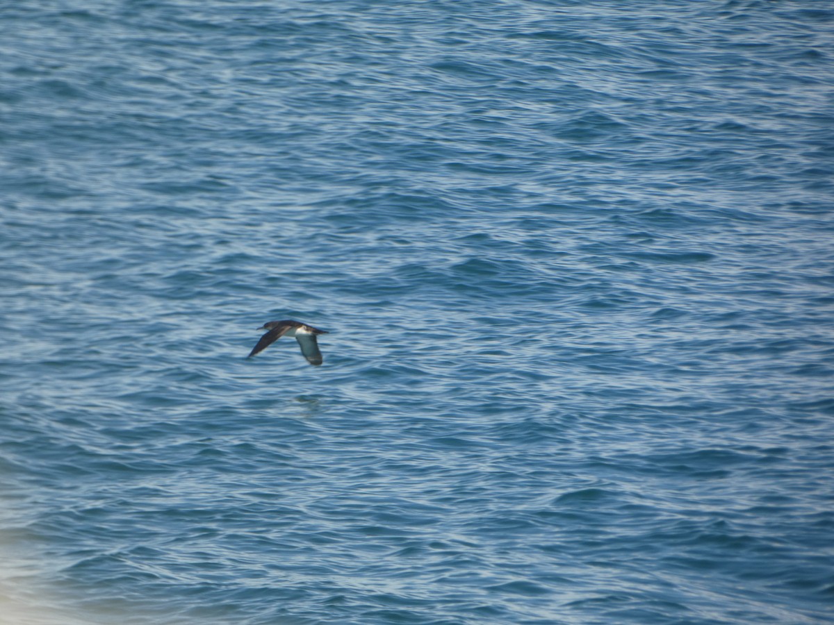 Black-vented Shearwater - Kevin Hayes