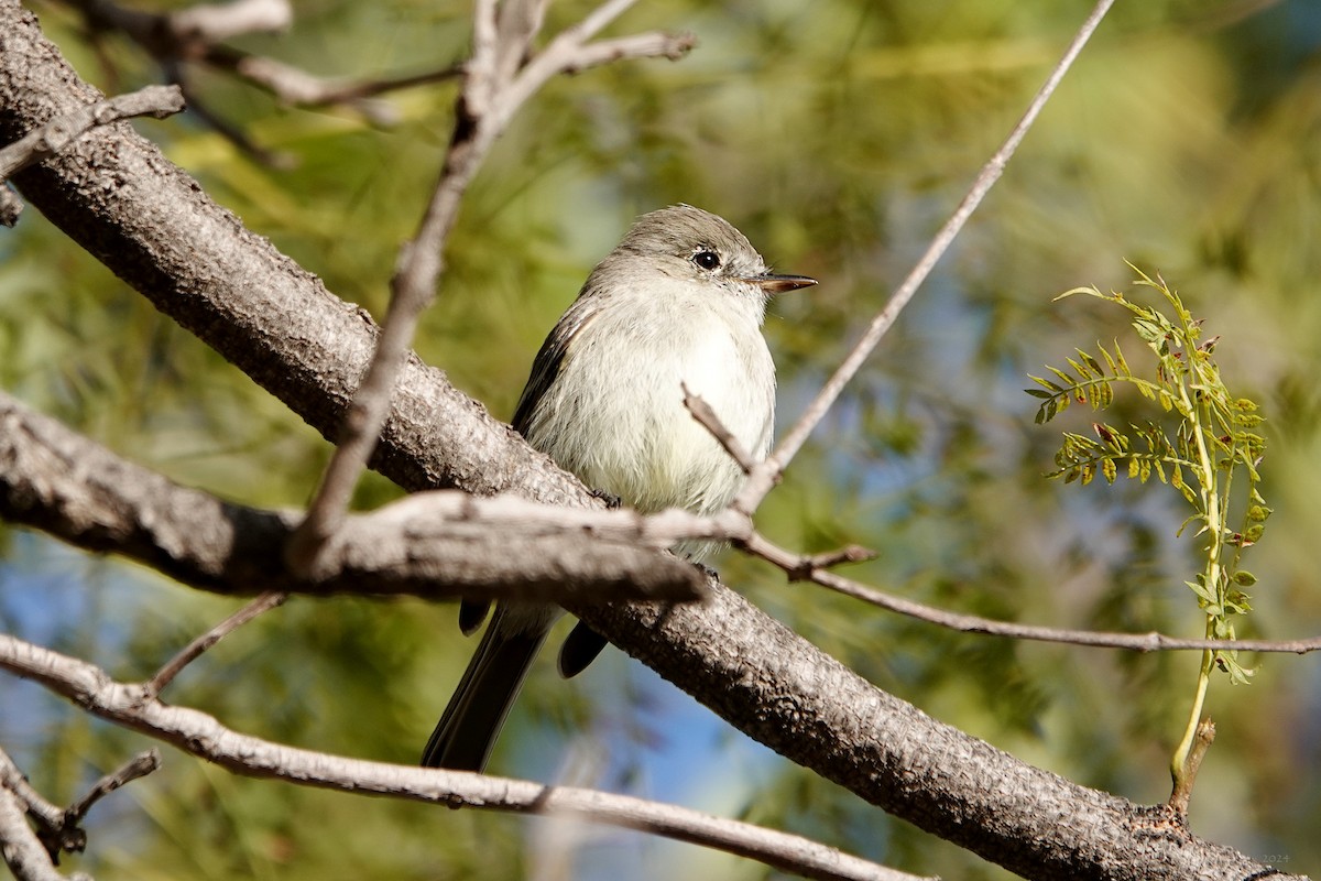 Gray Flycatcher - ML615796434