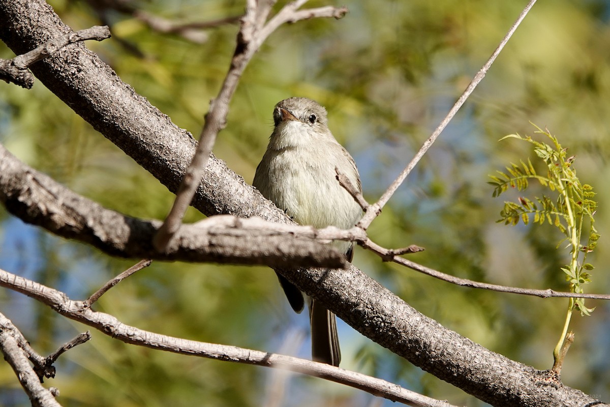 Gray Flycatcher - ML615796446