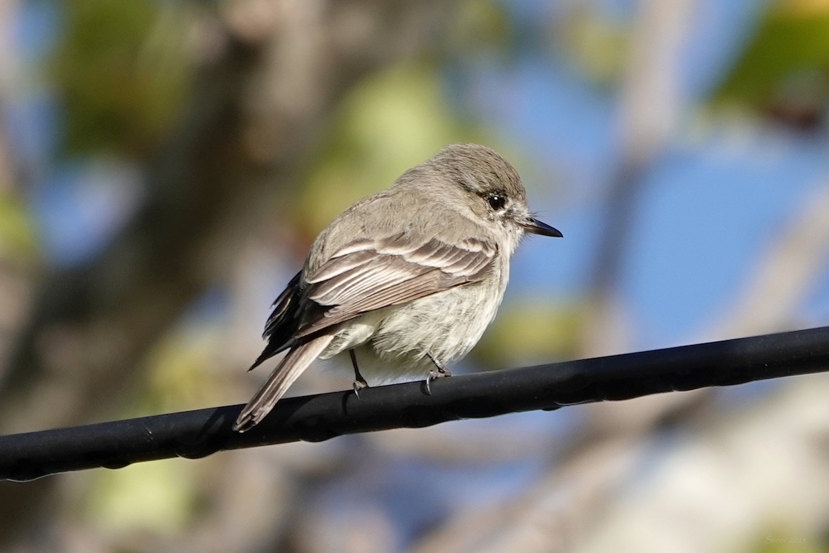 Gray Flycatcher - ML615796450