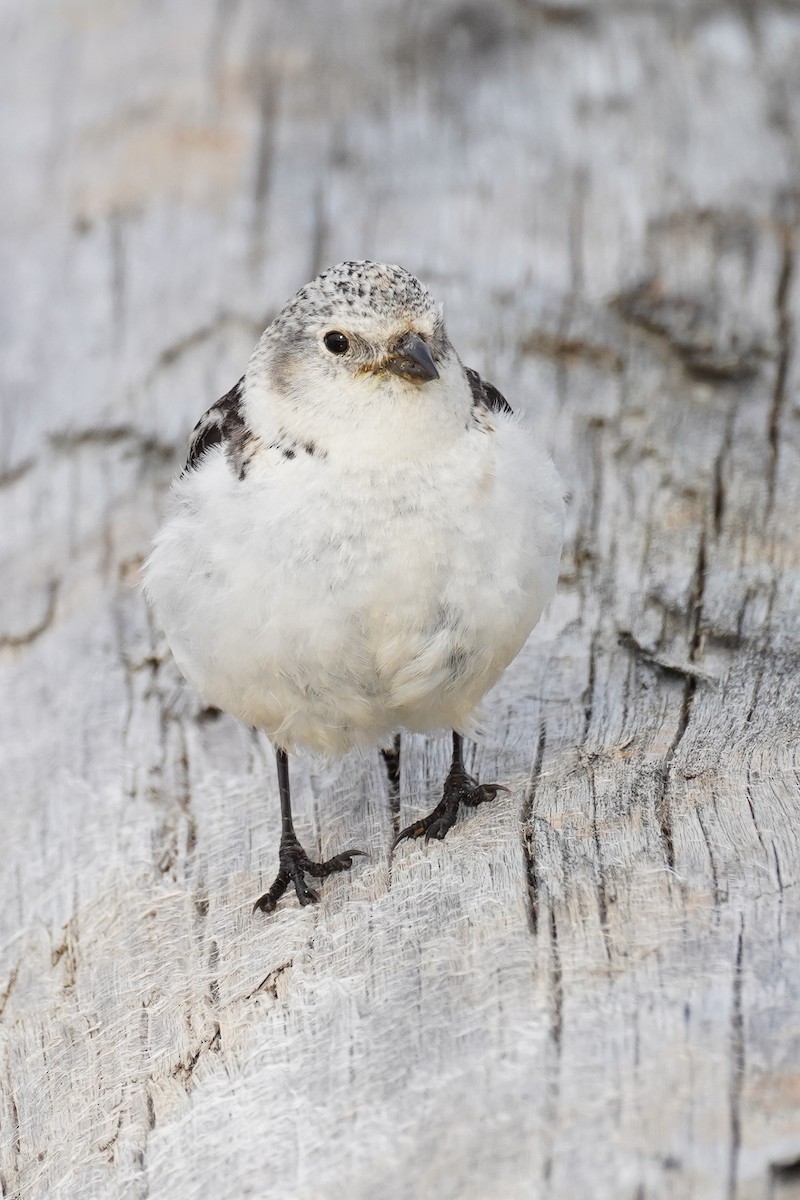 Snow Bunting - ML615796455