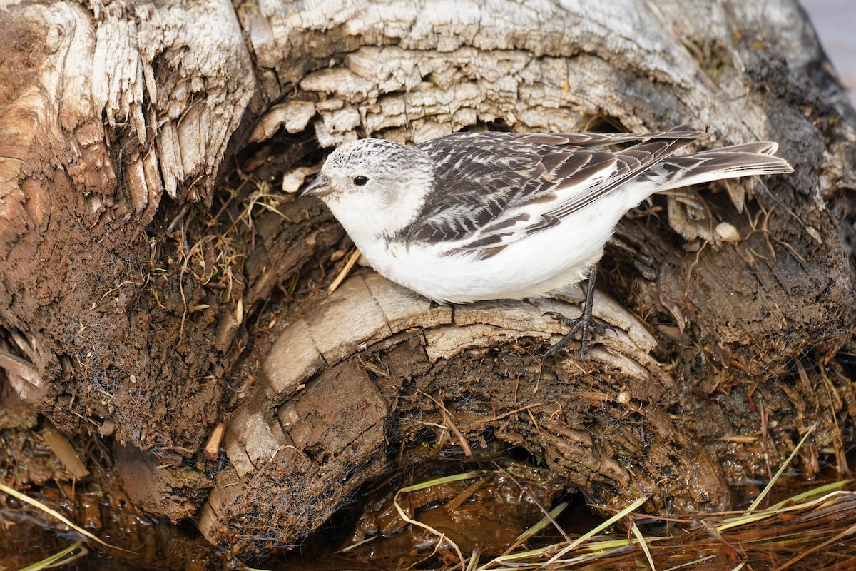 Snow Bunting - ML615796457