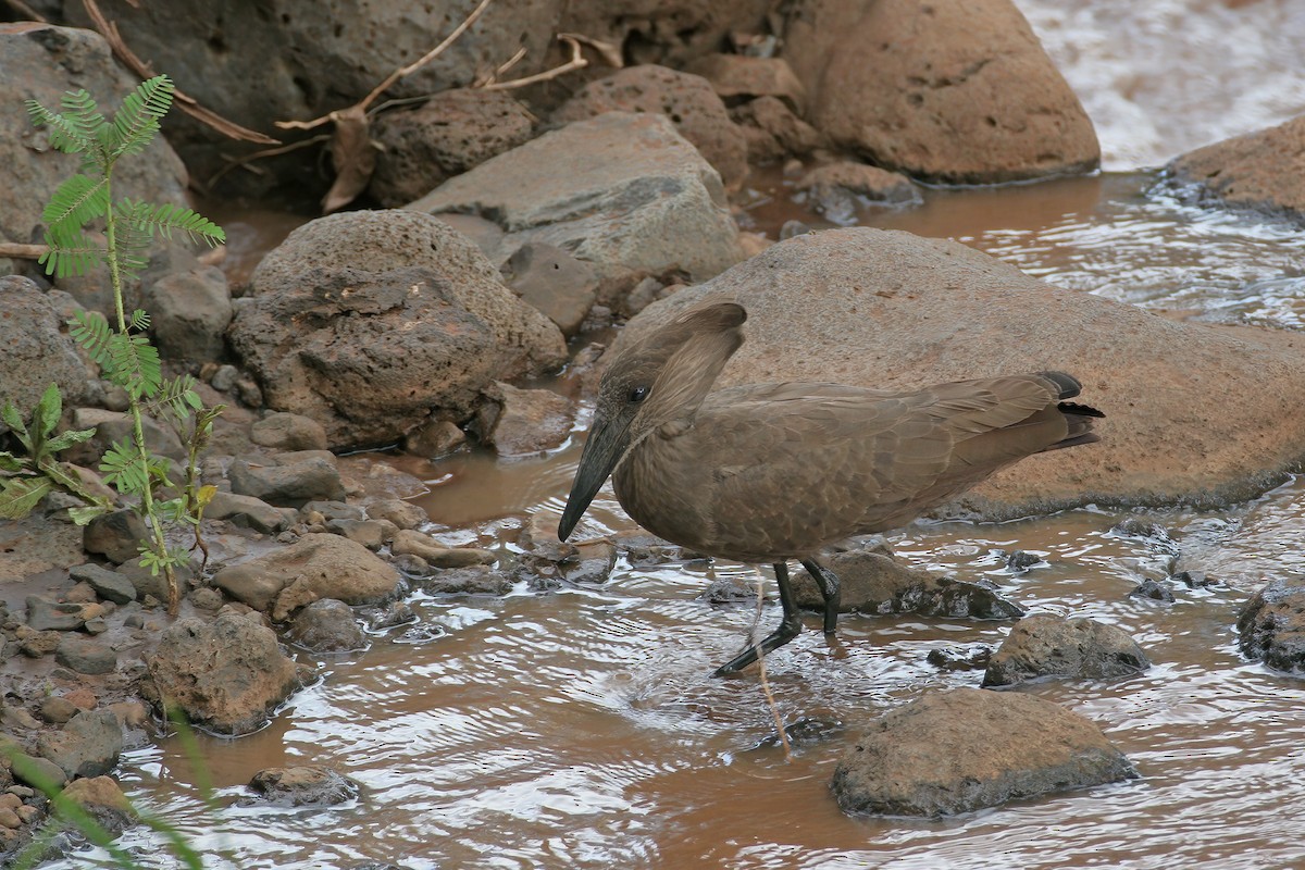 Hamerkop - ML615796466