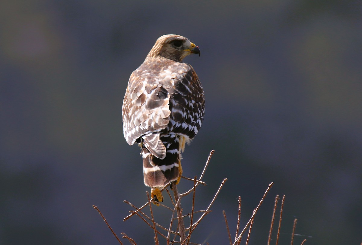 Red-shouldered Hawk - ML615796468