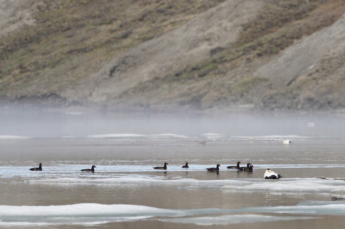 White-winged Scoter - ML615796517