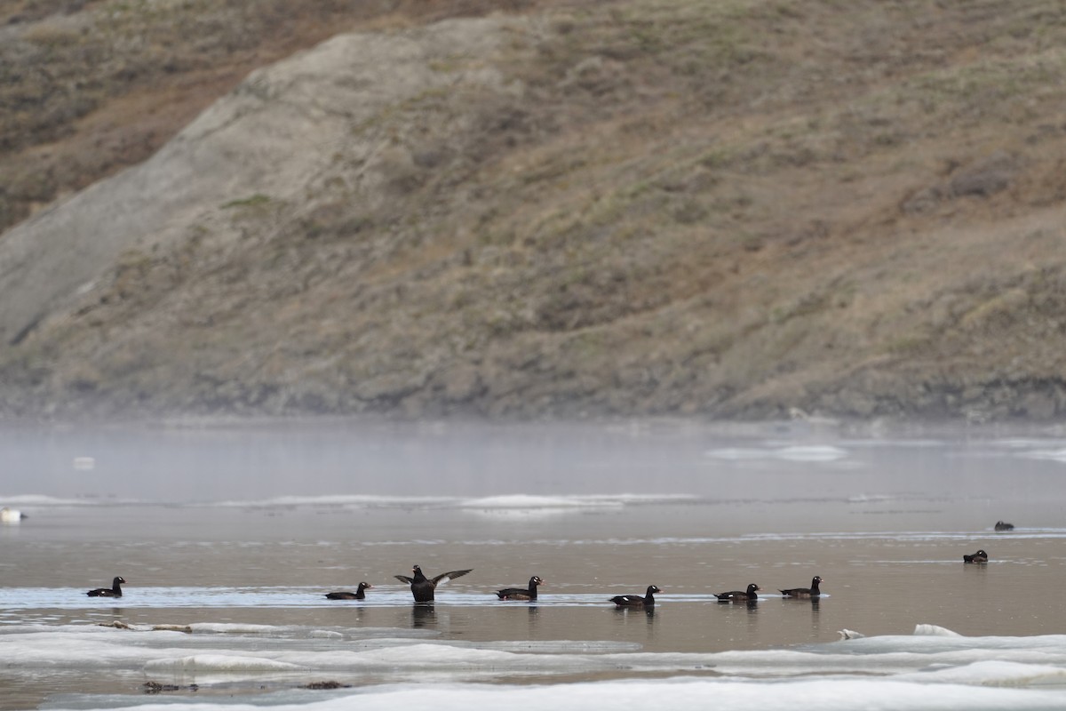 White-winged Scoter - ML615796518