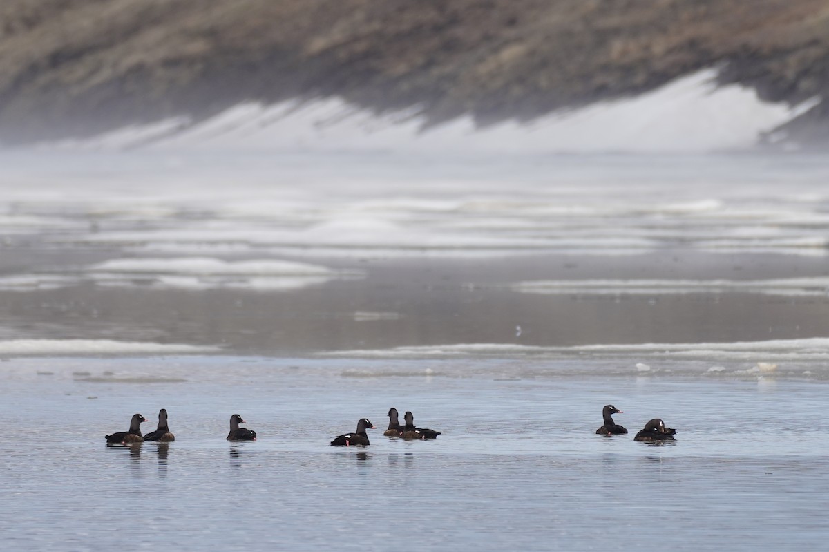 White-winged Scoter - ML615796520