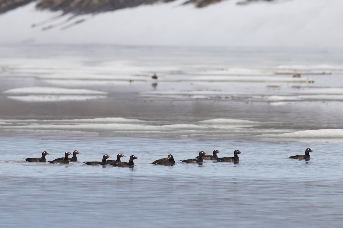 White-winged Scoter - Cameron Eckert