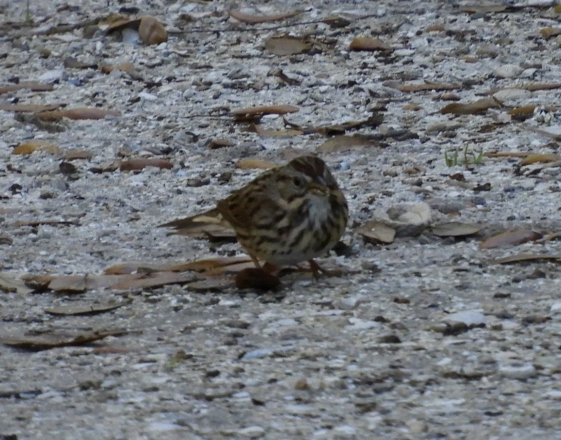Lincoln's Sparrow - ML615796529