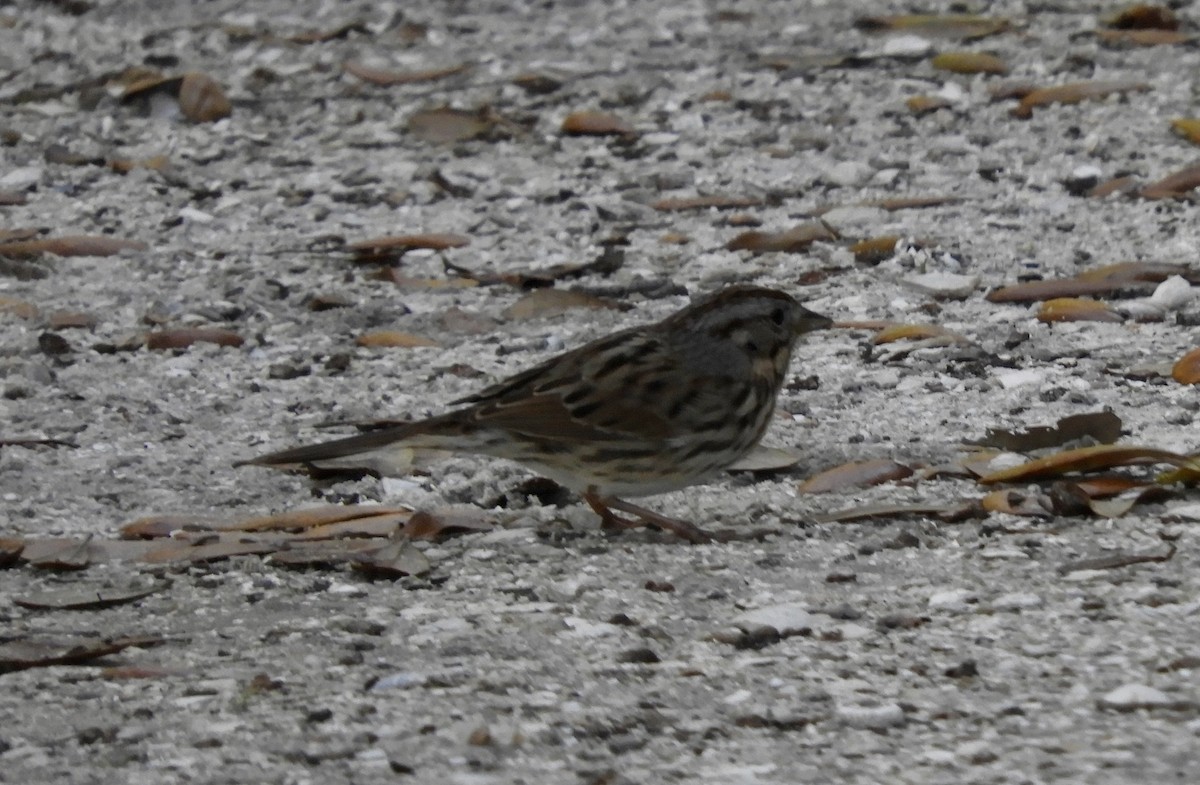 Lincoln's Sparrow - ML615796530