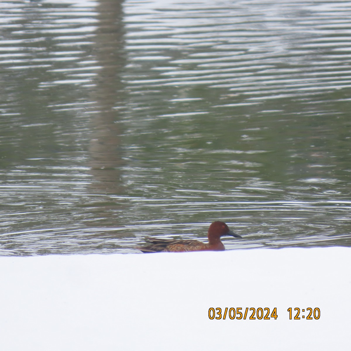 Cinnamon Teal - ML615796554