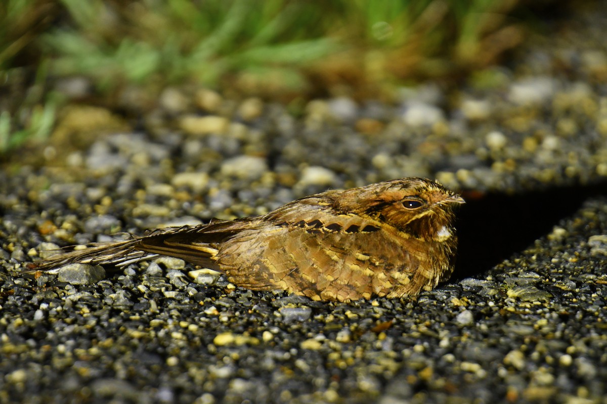 Common Pauraque - Antoine Rabussier