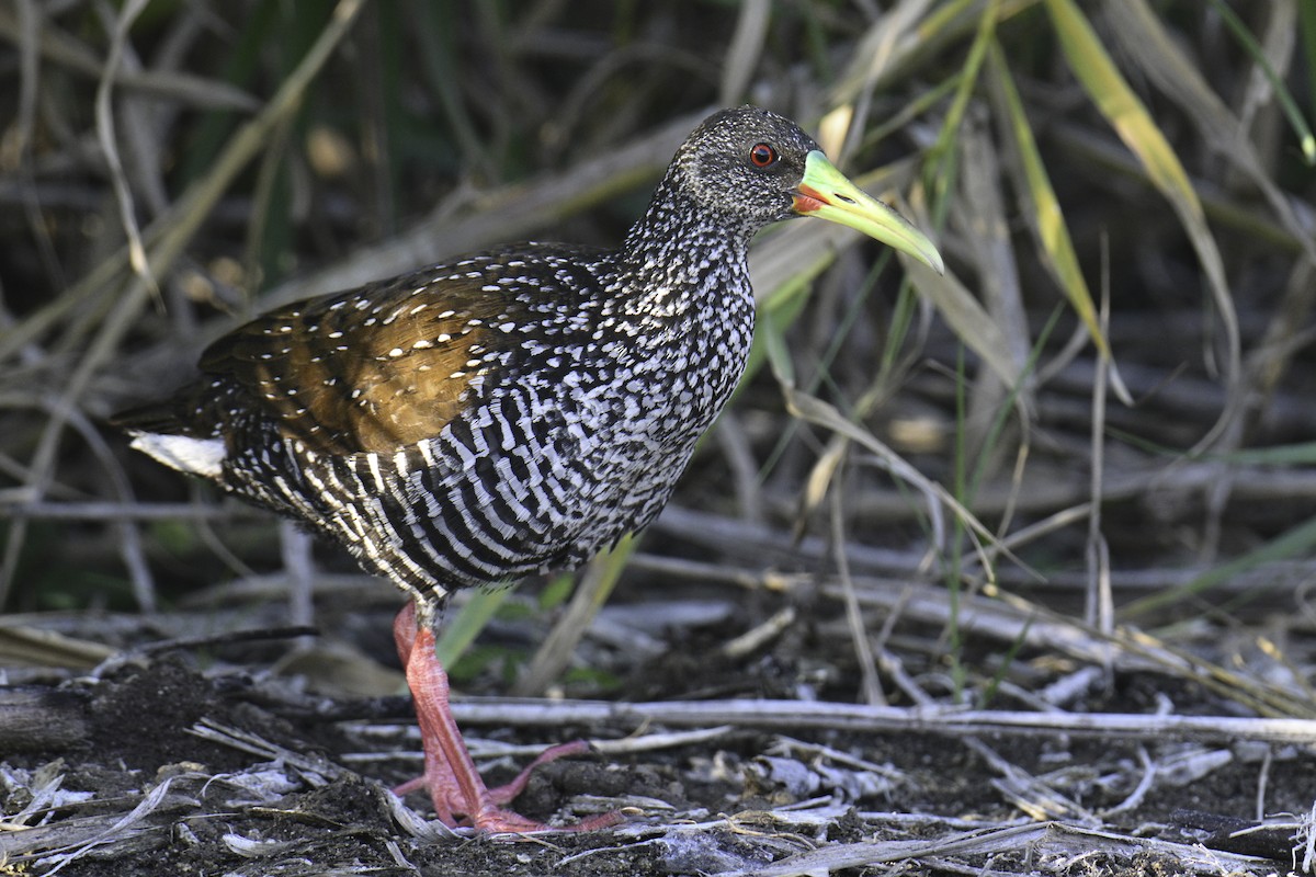 Spotted Rail - ML615796689