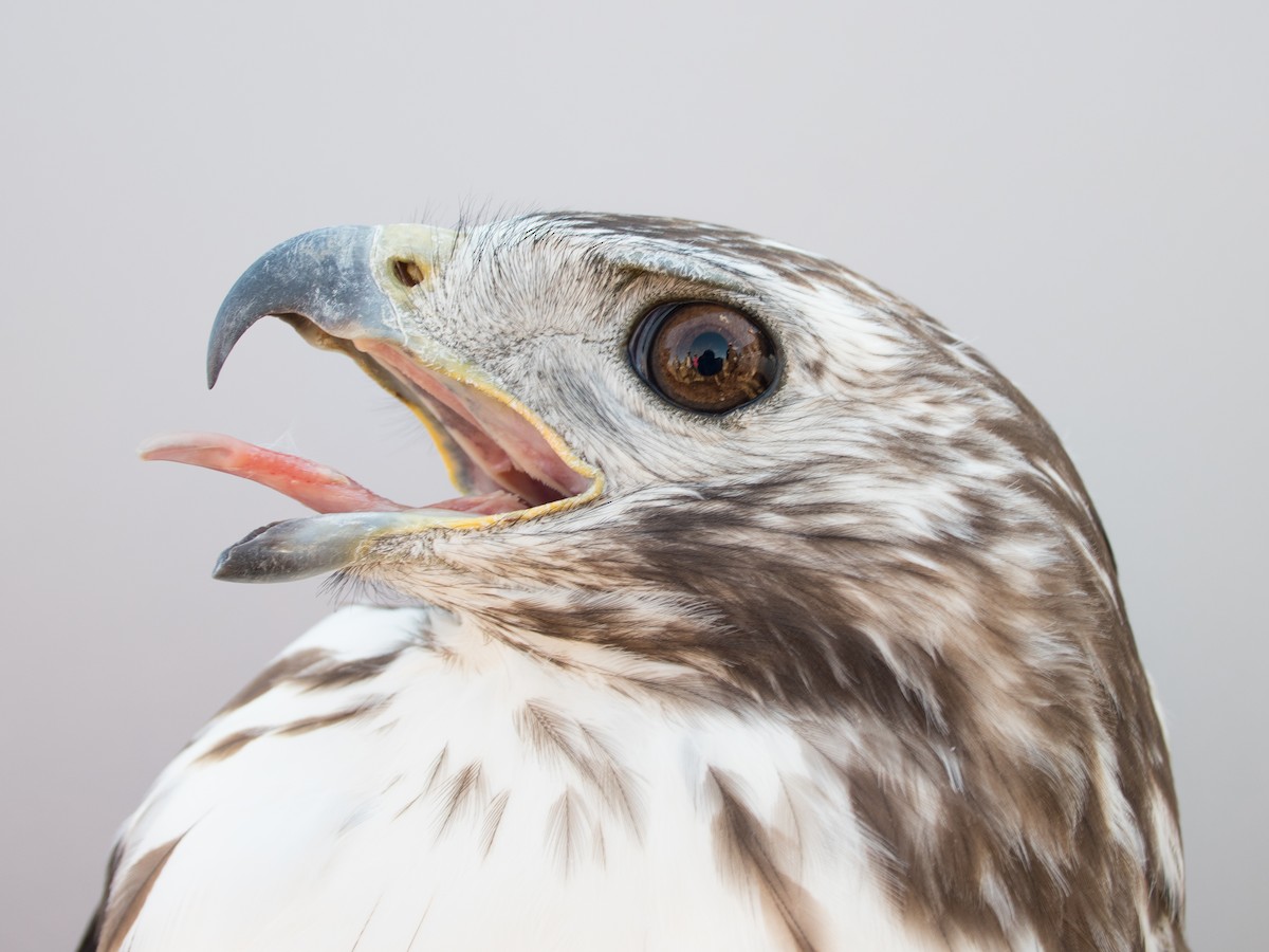 Red-tailed Hawk (Harlan's) - ML615796690