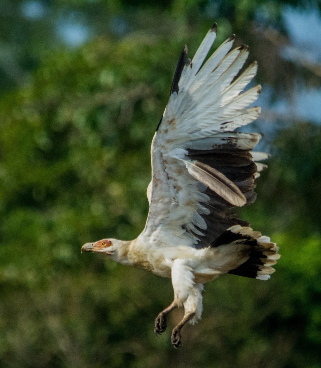 Palm-nut Vulture - Liam Charlton
