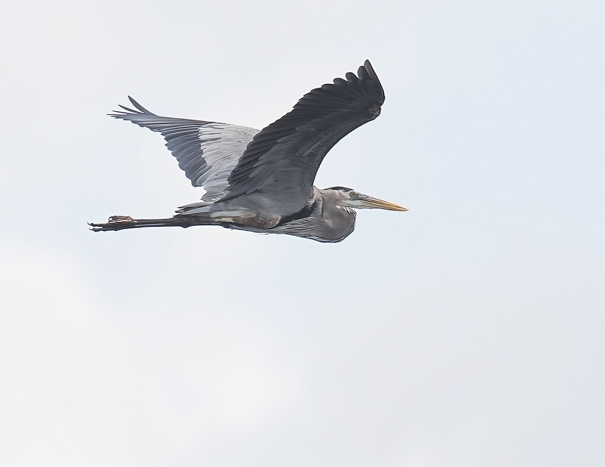 Great Blue Heron (Great Blue) - ML615796747