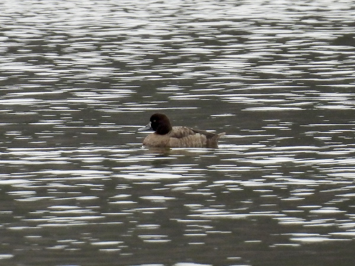 Lesser Scaup - ML615796759