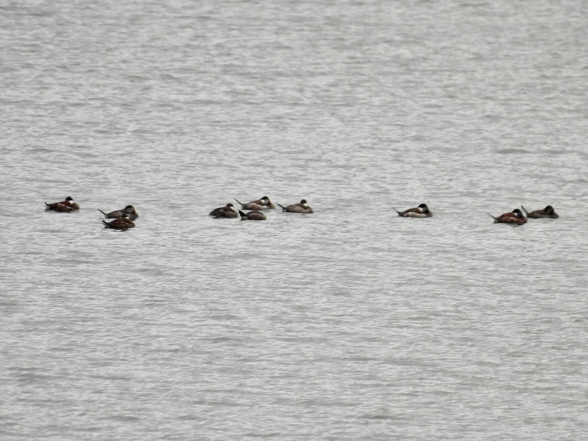 Ruddy Duck - ML615796764