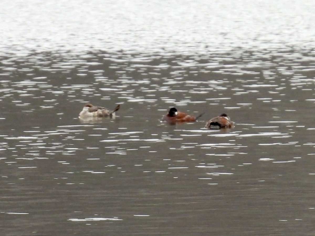 Ruddy Duck - ML615796775