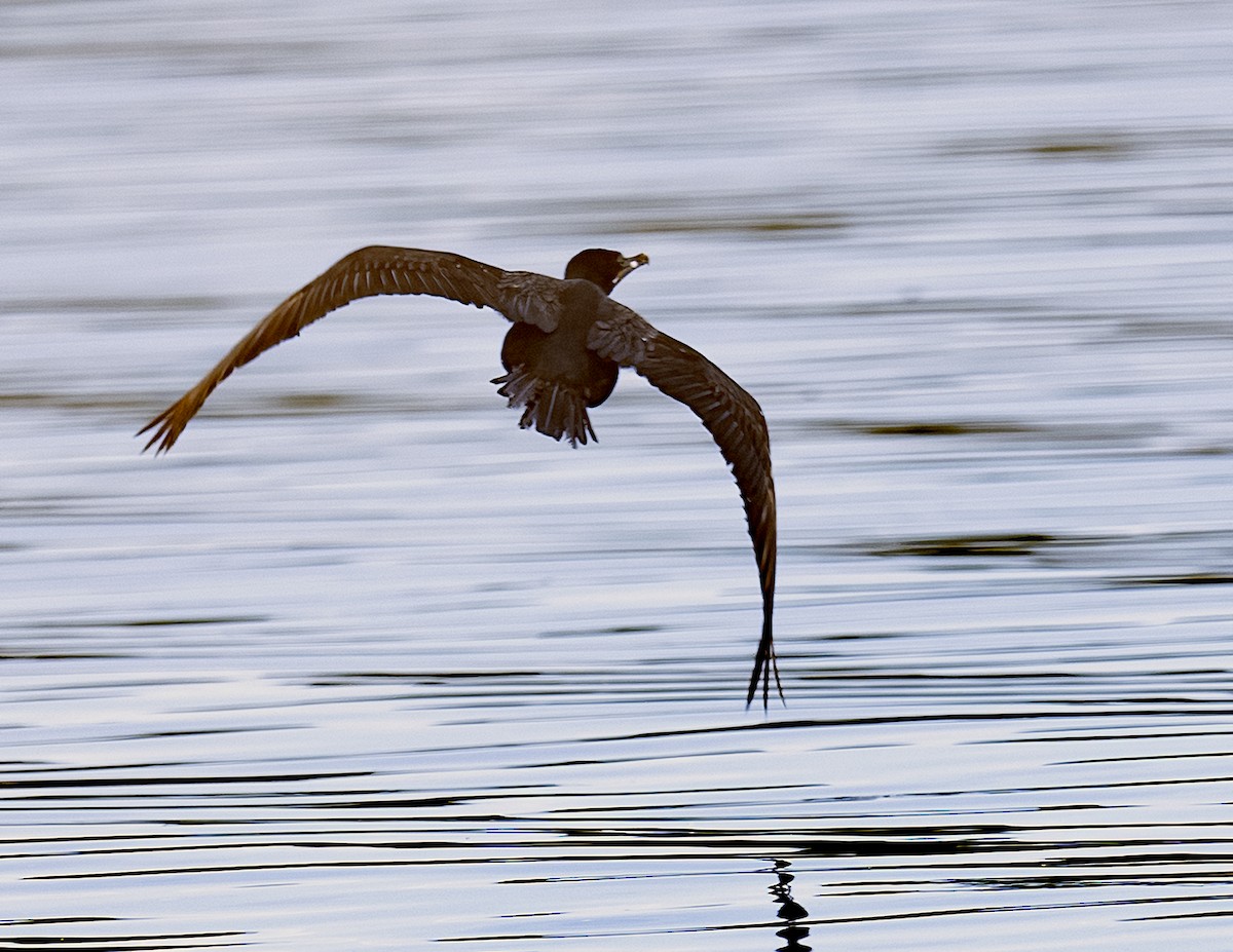 Neotropic Cormorant - ML615796795