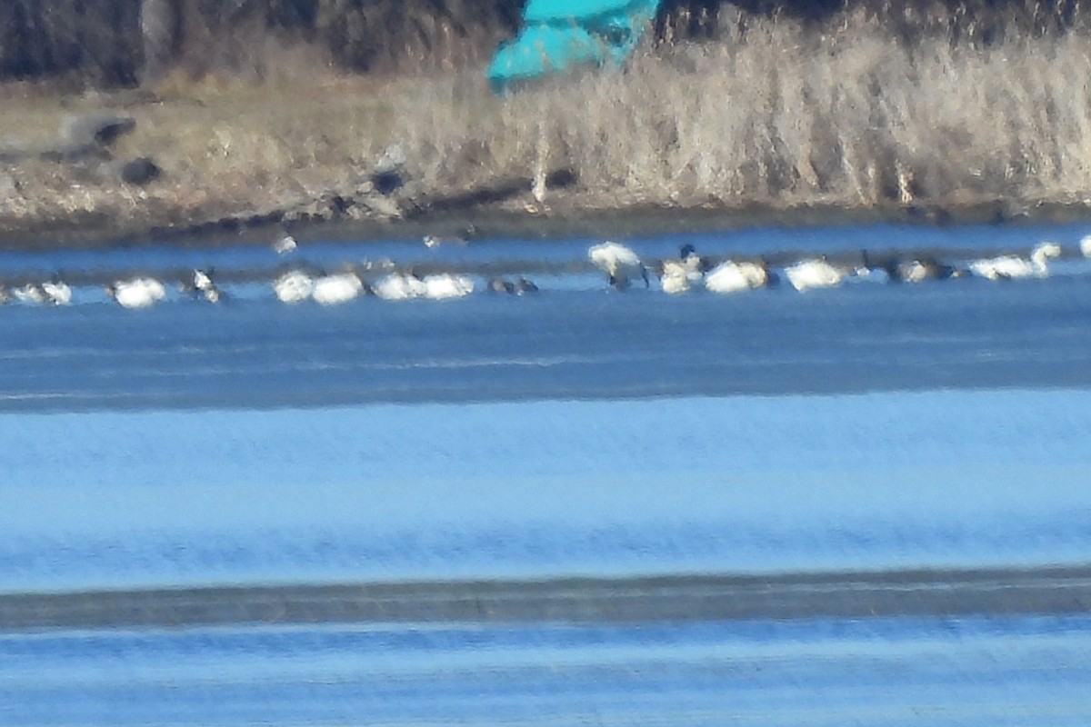 Cygne siffleur - ML615796797
