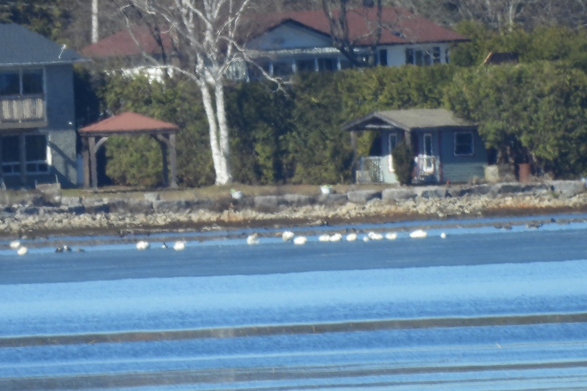 Cygne siffleur - ML615796803