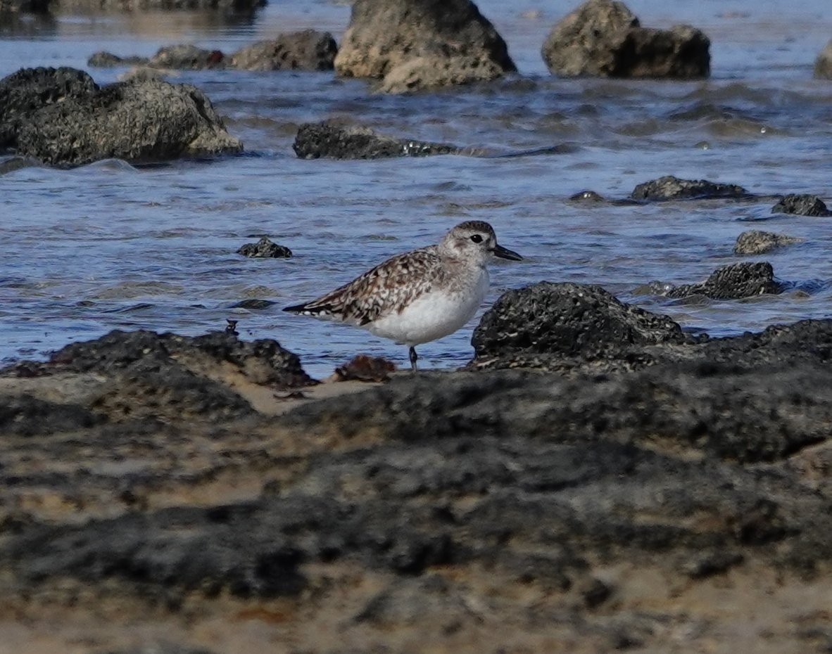 Black-bellied Plover - Denis Dujardin