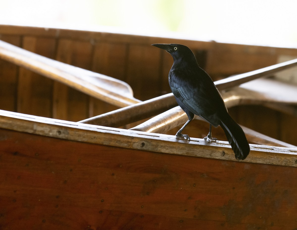 Greater Antillean Grackle - ML615796811