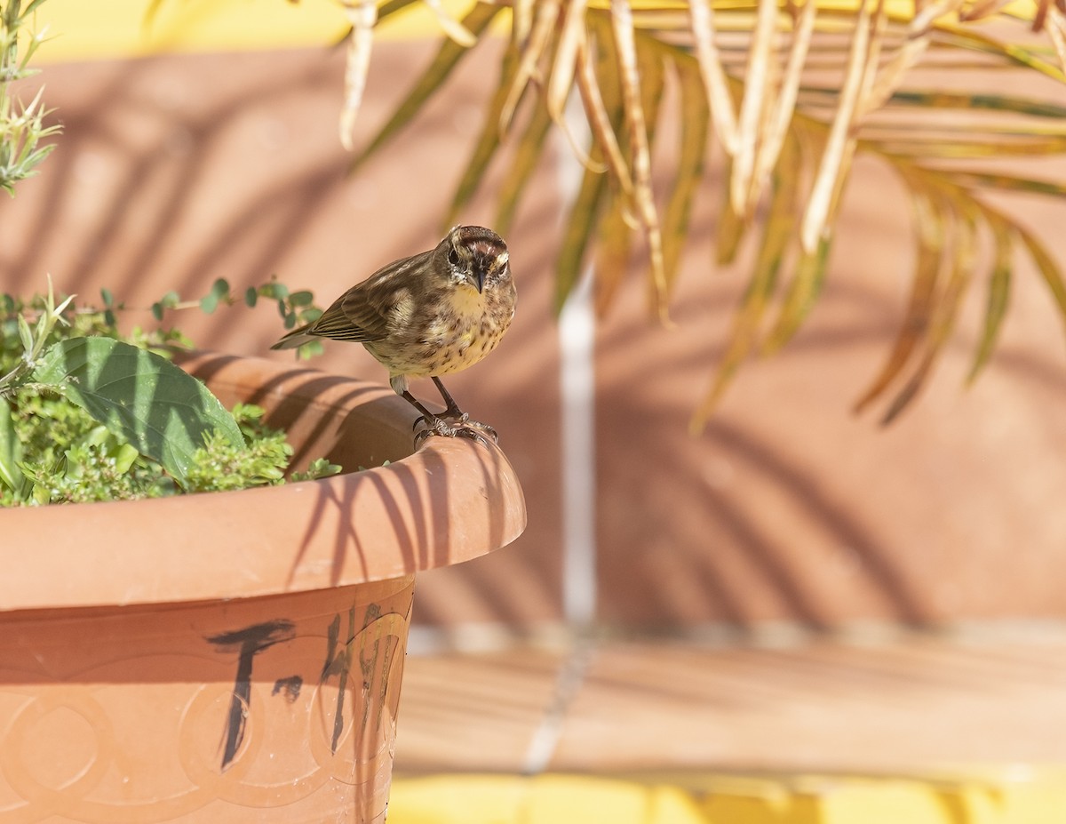 Palm Warbler - ML615796829