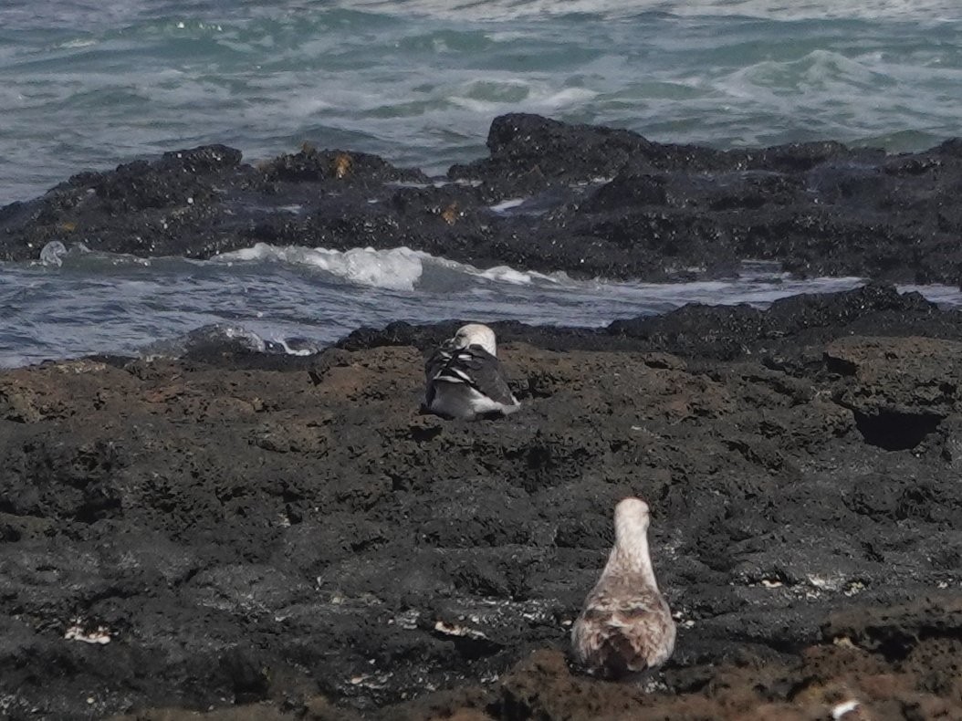 Lesser Black-backed Gull - ML615796871