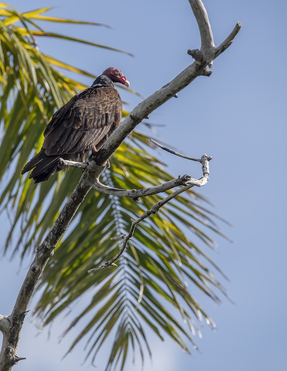 Turkey Vulture - ML615796885