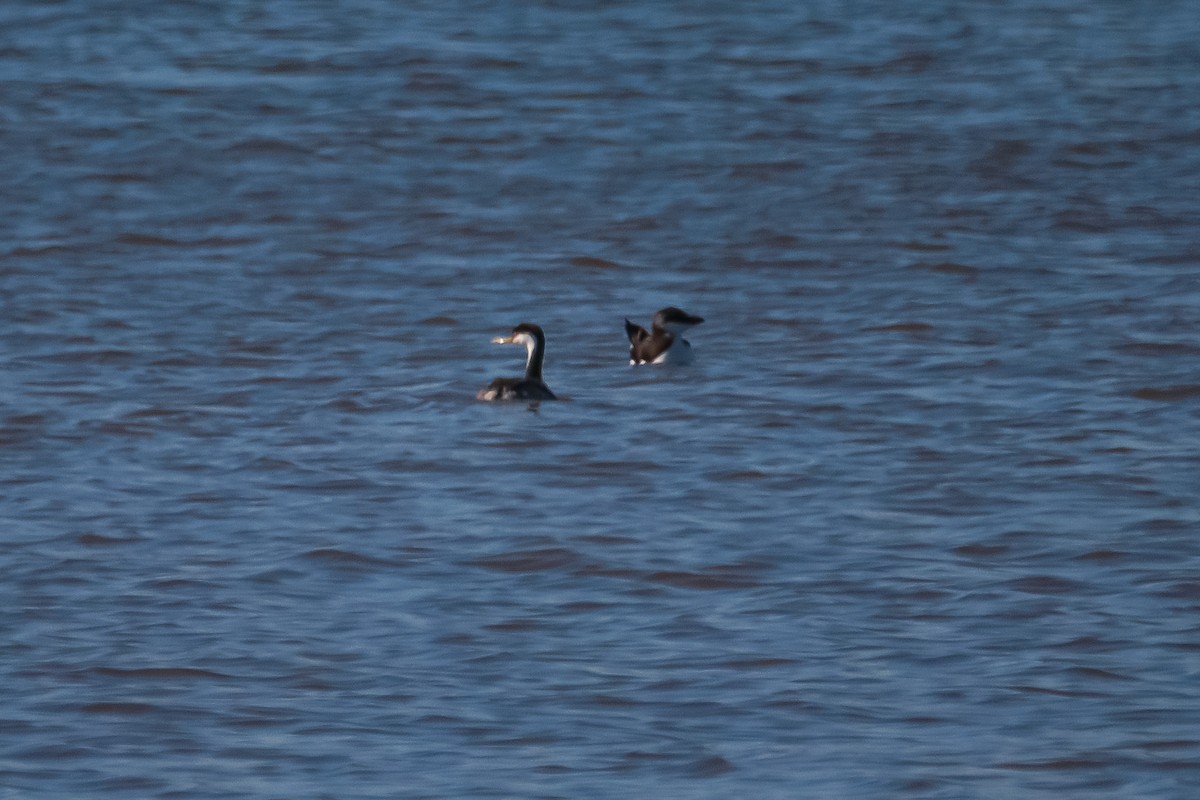 Razorbill - ML615796889
