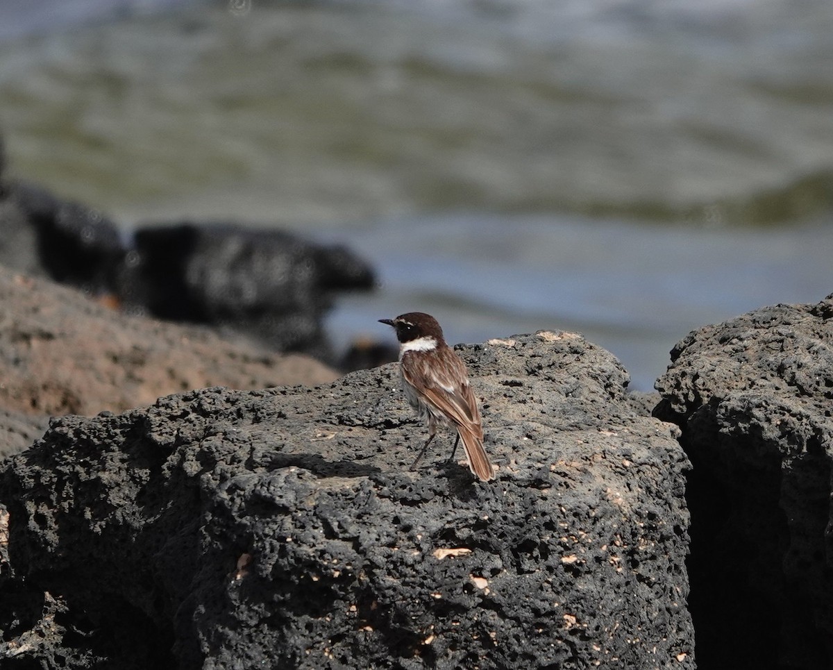 Fuerteventura Stonechat - Denis Dujardin