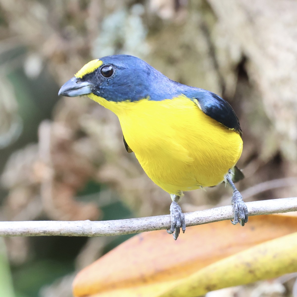 Yellow-throated Euphonia - ML615796897