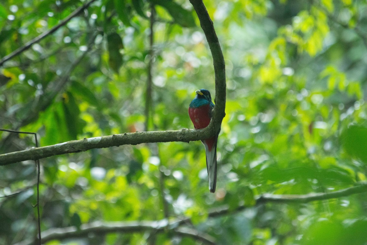 Narina Trogon - Liam Charlton