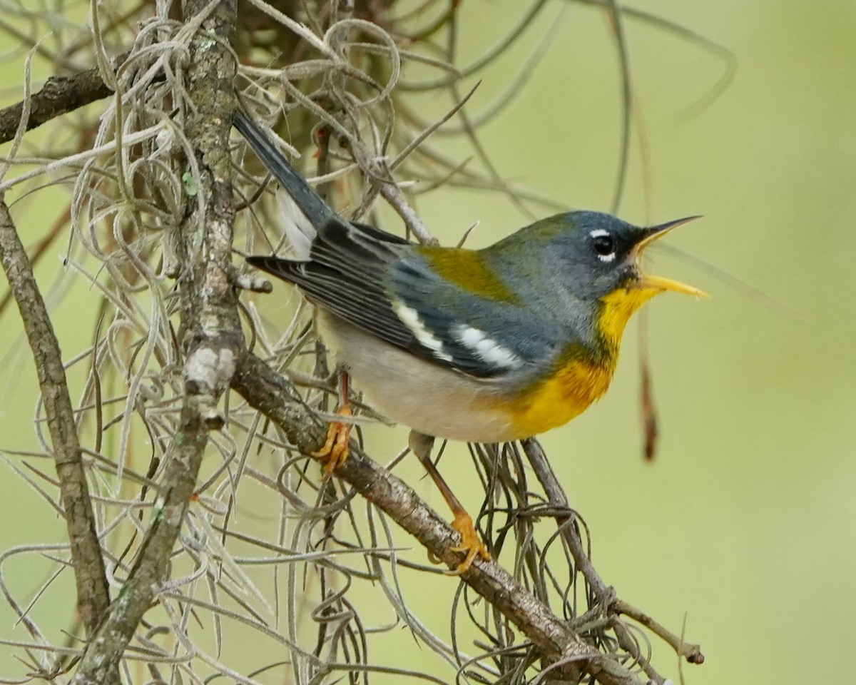 Northern Parula - ML615796958