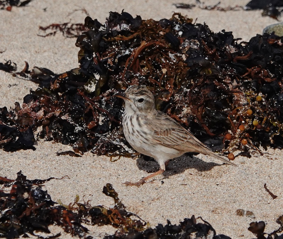 Berthelot's Pipit - Denis Dujardin