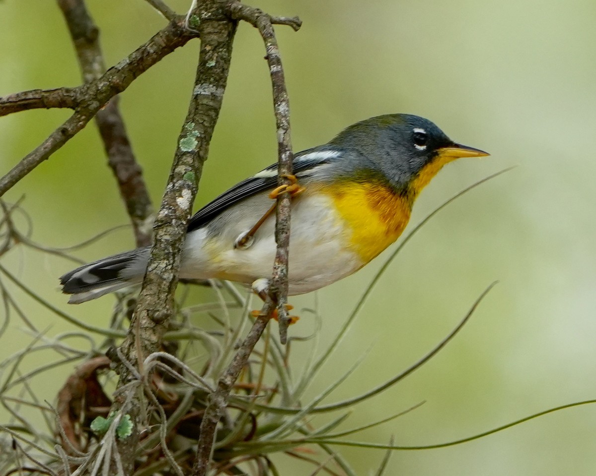 Northern Parula - ML615796970