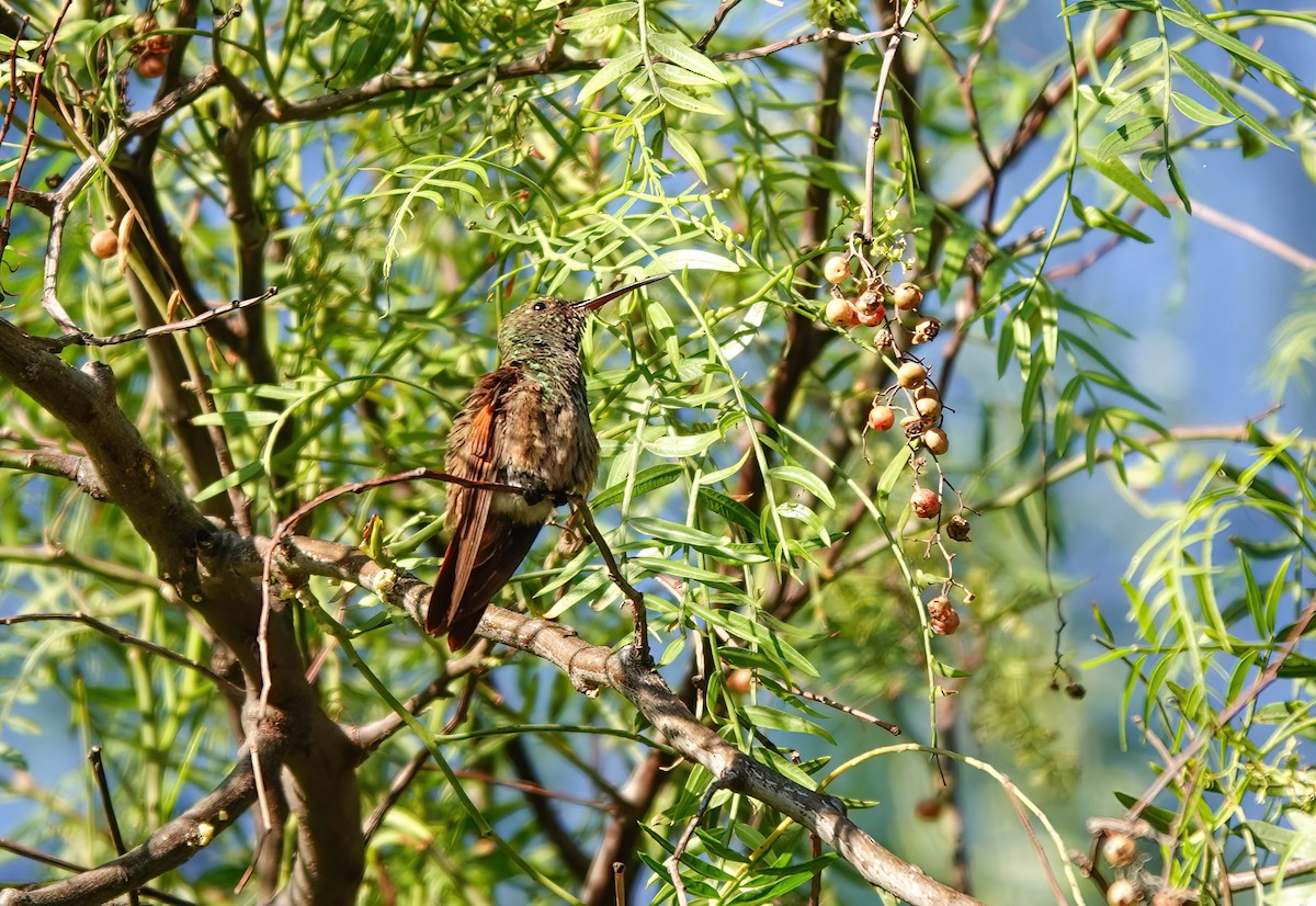 Berylline Hummingbird - ML615796986
