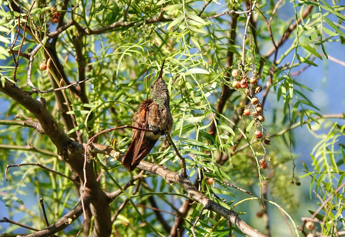 Berylline Hummingbird - ML615796991