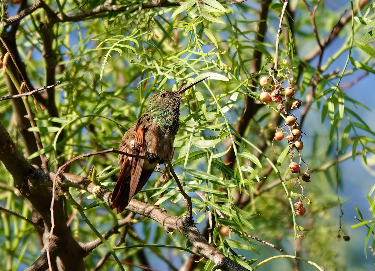 Berylline Hummingbird - ML615796998