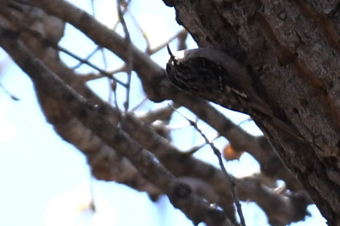 Brown Creeper (albescens/alticola) - ML615797012