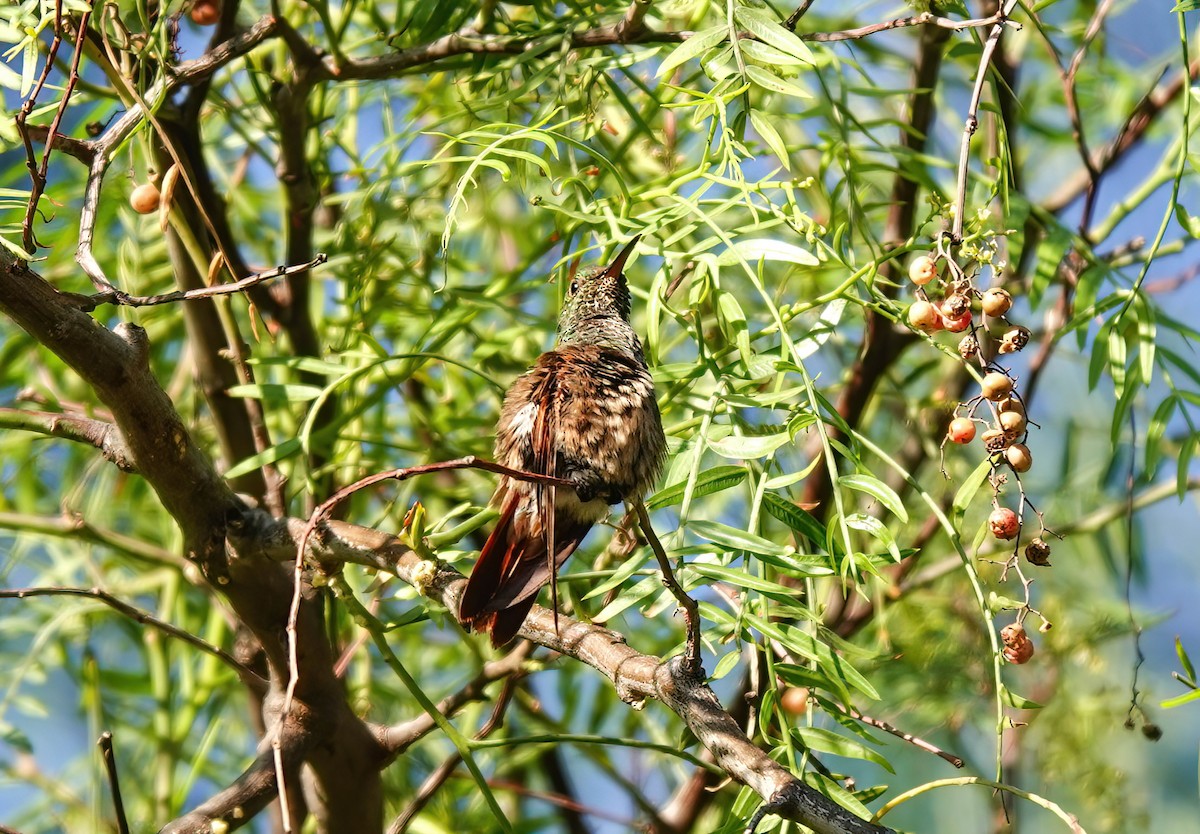 Berylline Hummingbird - ML615797020