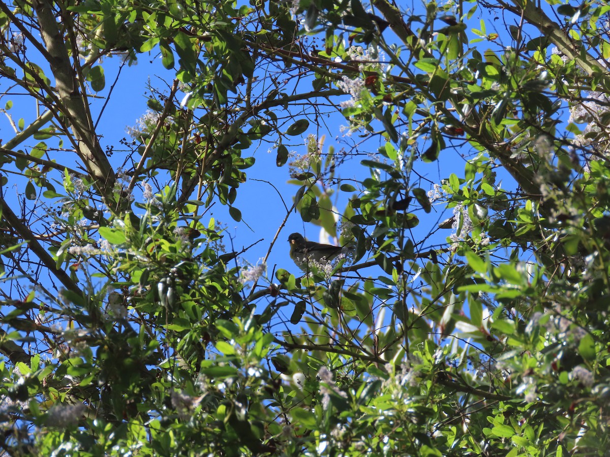 Northern Parula - Jan Gaffney